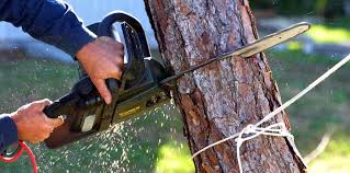 Reliable Quincy, CA Tree Care Services Solutions