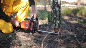 Best Tree Maintenance Programs  in Quincy, CA