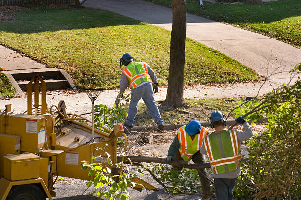 How Our Tree Care Process Works  in  Quincy, CA