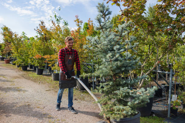 Best Tree Trimming and Pruning  in Quincy, CA