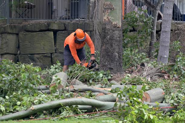 Best Stump Grinding and Removal  in Quincy, CA